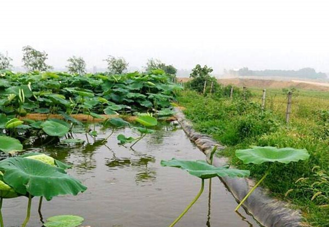 藕池養(yǎng)殖防滲膜圖片